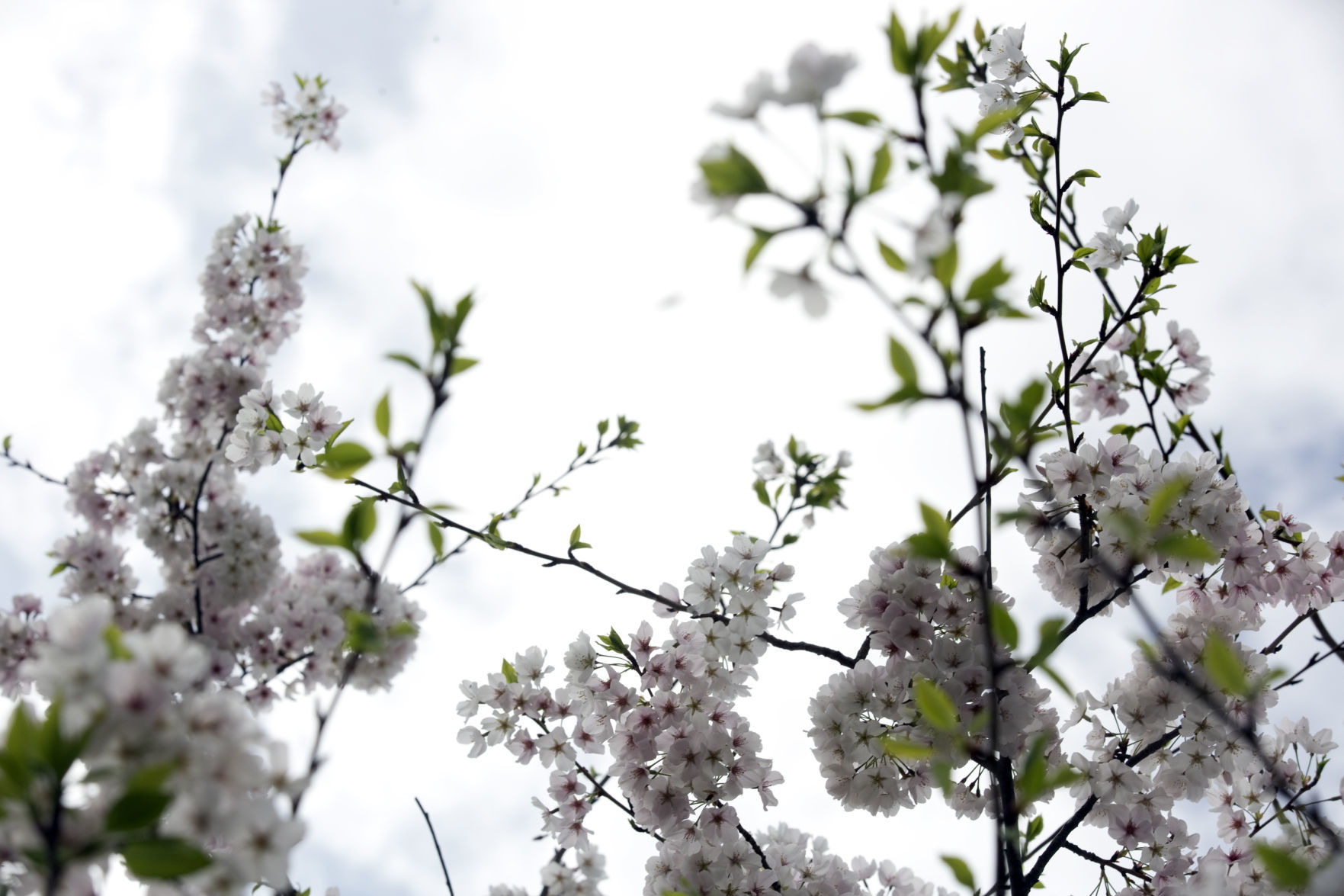 hr cherryblossoms